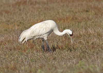 Whooping Crane