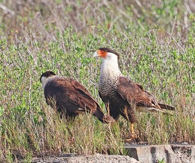 Crested Caracara