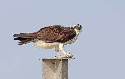 Osprey