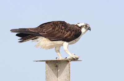 Osprey