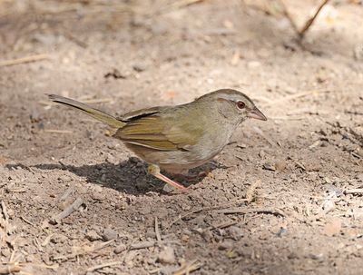 Olive Sparrow