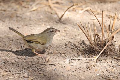 Olive Sparrow