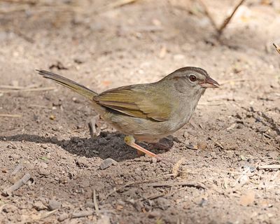 Olive Sparrow