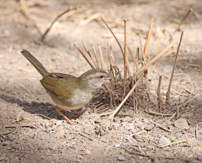Olive Sparrow