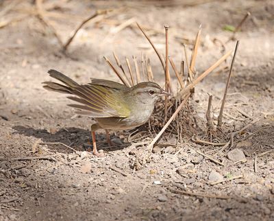 Olive Sparrow