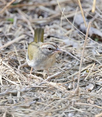 Olive Sparrow