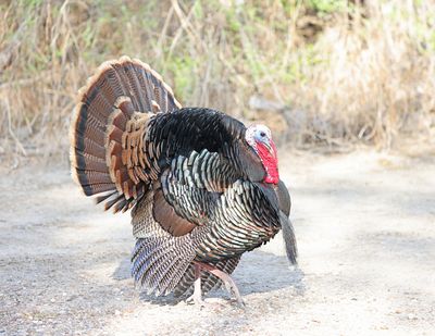 Wild Turkey