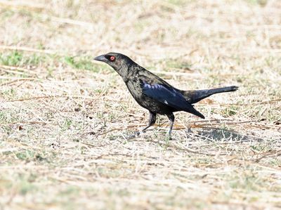 Bronzed Cowbird