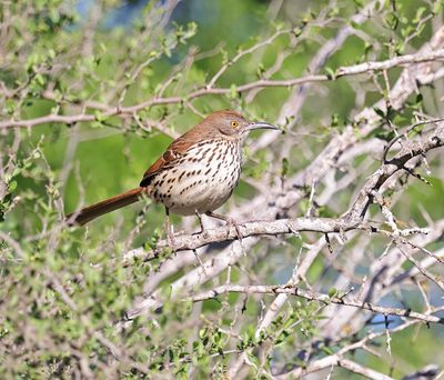 Long-billed Thrasher