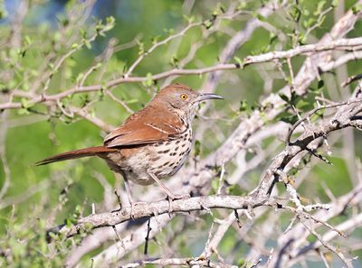 Long-billed Thrasher