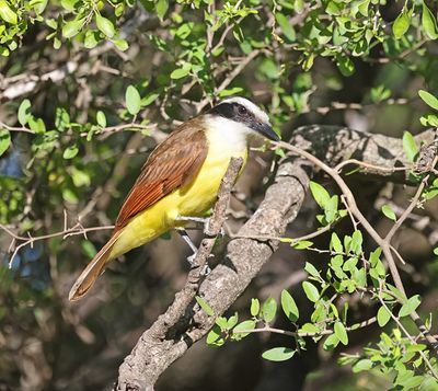 Great Kiskadee 