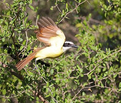 Great Kiskadee 