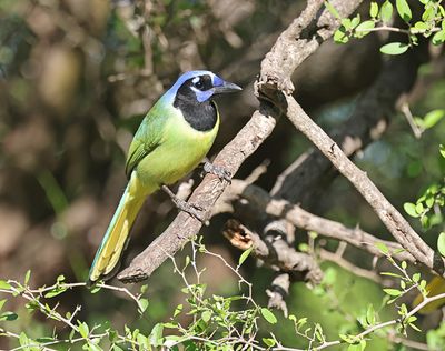 Green Jay