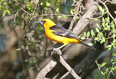 Altamira Oriole