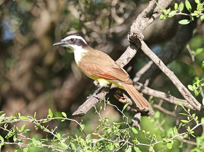 Great Kiskadee 