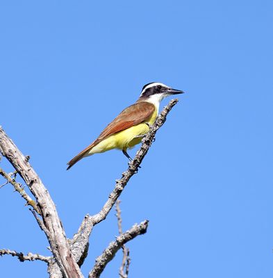 Great Kiskadee 