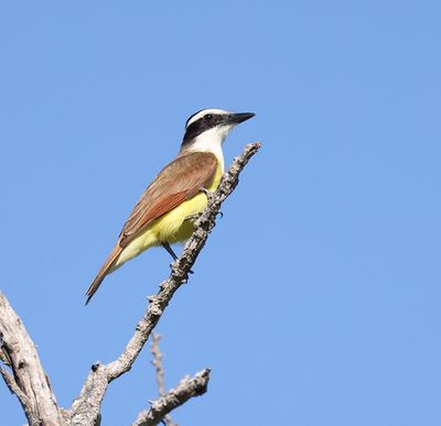Great Kiskadee 