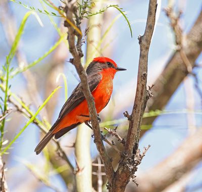 Vermillion Flycatcher