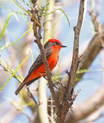 Vermillion Flycatcher
