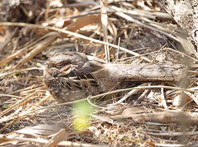 Common Pauraque