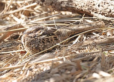 Common Pauraque