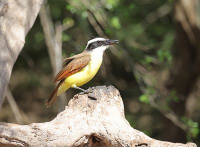 Great Kiskadee 