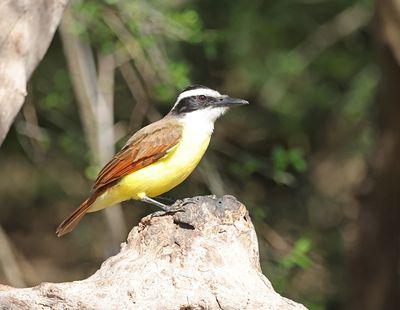 Great Kiskadee 