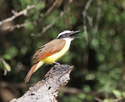 Great Kiskadee