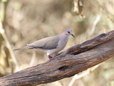 White-tipped Dove
