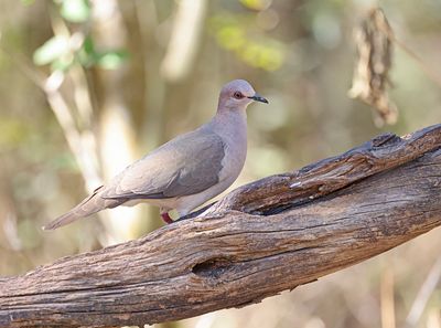 White-tipped Dove