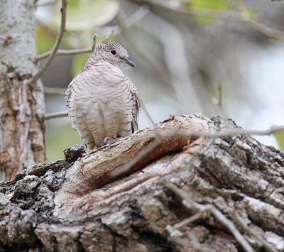 Inca Dove