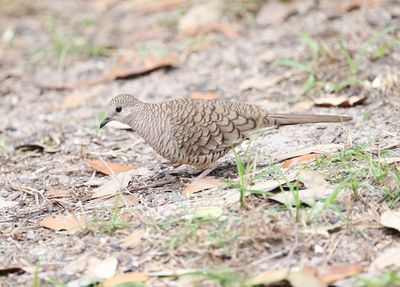 Inca Dove