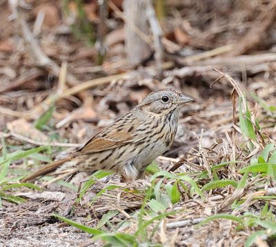 Lincoln's Sparrow