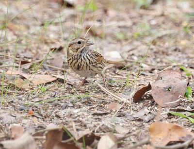 Lincoln's Sparrow