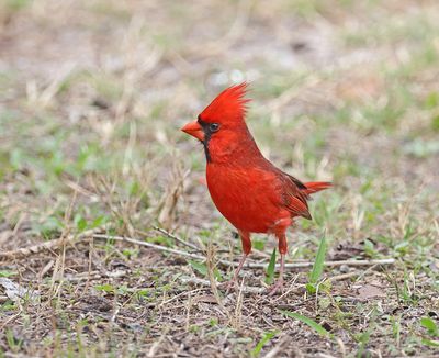 Cardinal