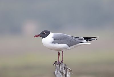 Franklin's Gull