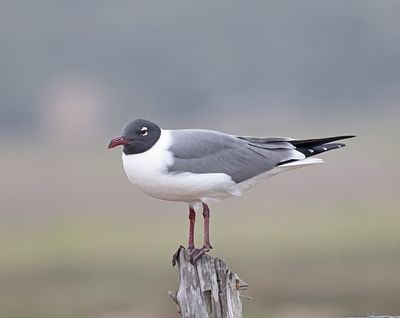 Franklin's Gull