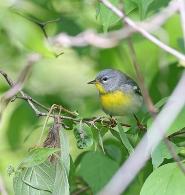 Northern Parula