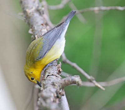 Prothonotary Warbler