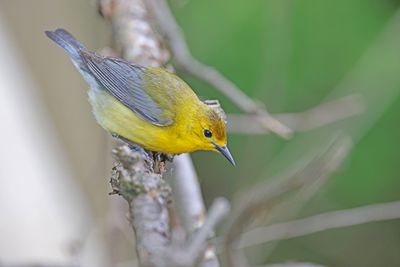 Prothonotary Warbler