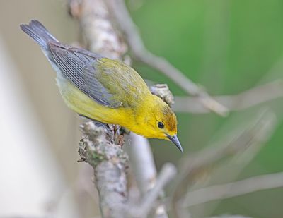 Prothonotary Warbler