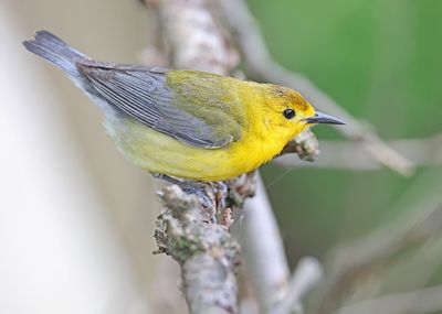 Prothonotary Warbler