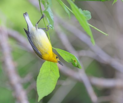Prothonotary Warbler