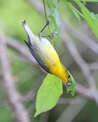 Prothonotary Warbler