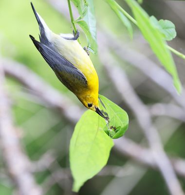 Prothonotary Warbler