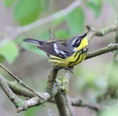 Magnolia Warbler