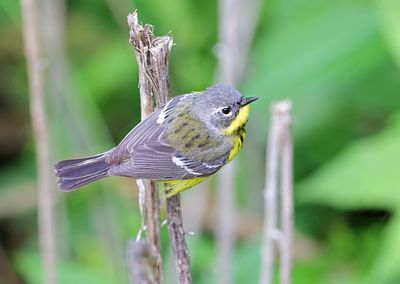 Magnolia Warbler
