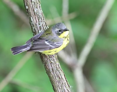 Magnolia Warbler
