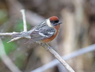 Bay-breasted Warbler