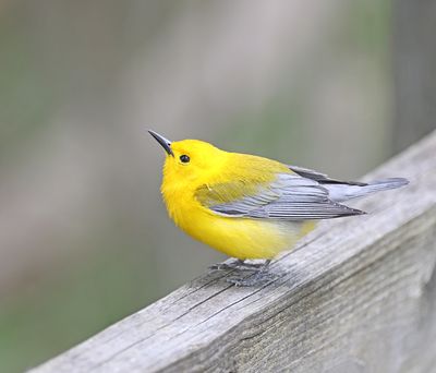 Prothonotary Warbler